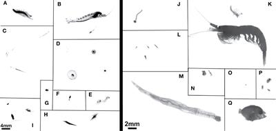 Comparison of an In Situ Imaging Device and Net-Based Method to Study Mesozooplankton Communities in an Oligotrophic System